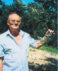 Signor De Juliis