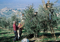 Olivenernte